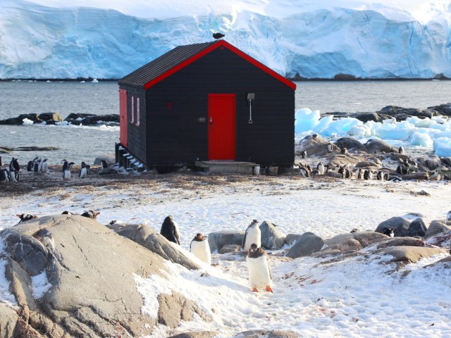 Penguins in front of post office on the coast of Antarctica