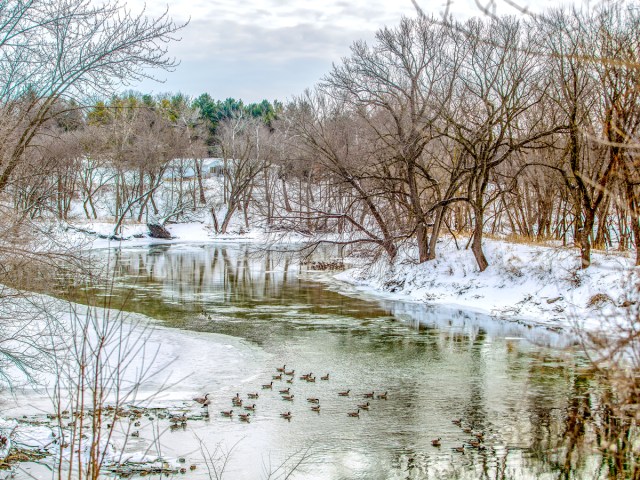 Ducks along snowy banks of Cedar River in Waverly, Iowa