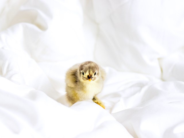 Baby chicken sitting on bed