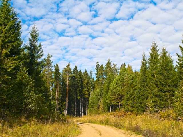 State Line Trail surrounded by forest in Michigan