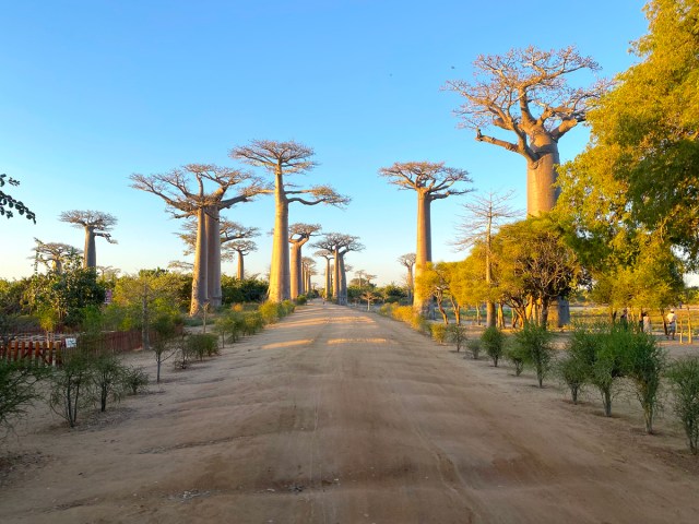Dirt road lined with baobab trees in Madagascar