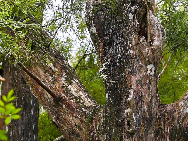 Ghost orchids on tree