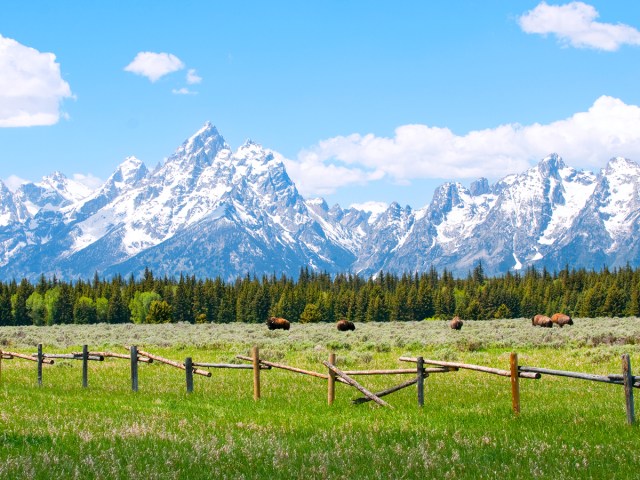 Bison roaming with Wyoming's Teton Range in background