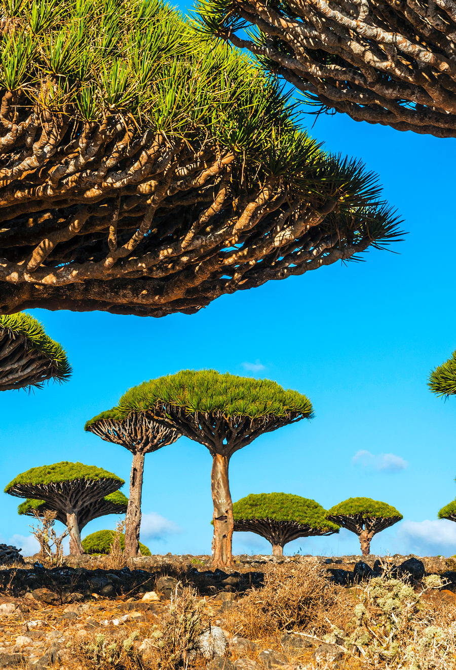 Post Banner Image