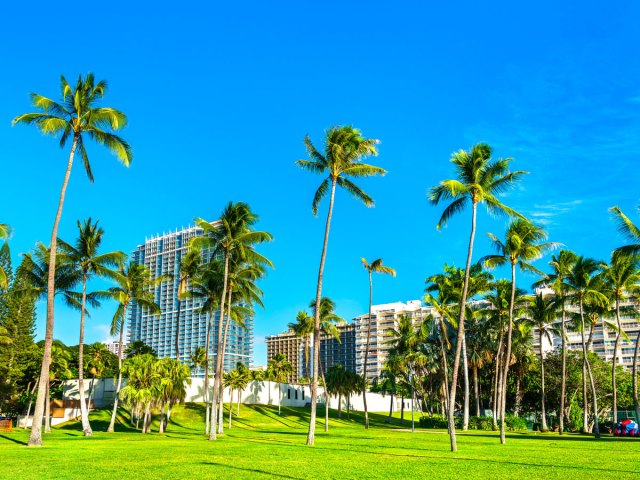 Palm trees swaying in Honolulu park