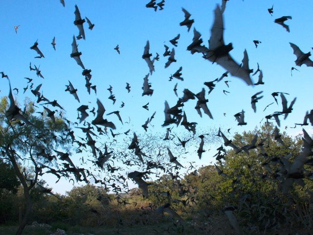 Mexican free-tailed bats flying around at dusk