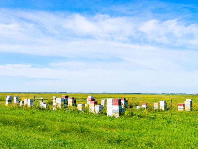 Bee farms on North Dakota prairie