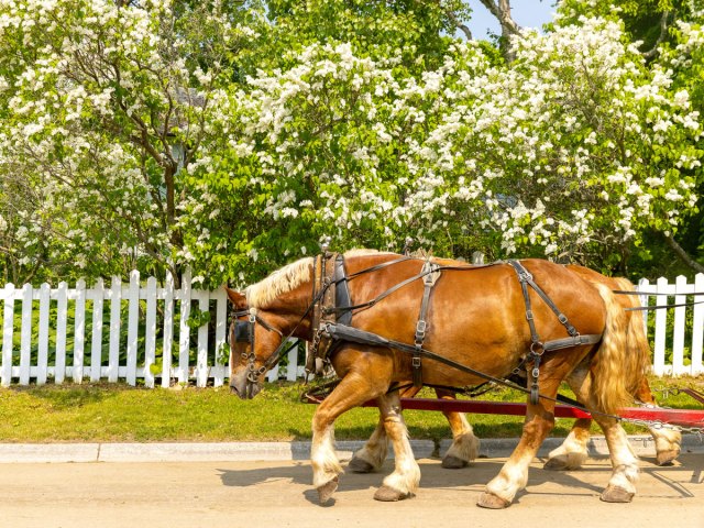 Horse-drawn carriage on Mackinac Island