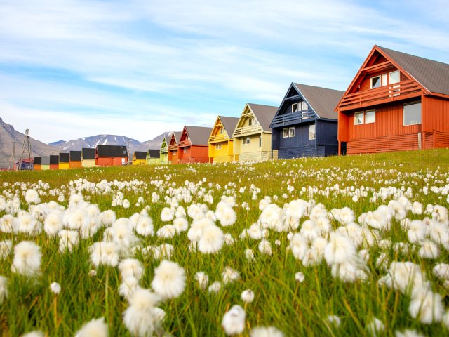 Flowers in field next to colorful homes in Longyearbyen, Norway