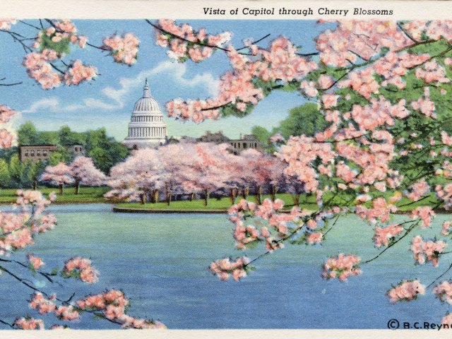 Vintage postcard of the Tidal Basin in Washington, D.C., framed by cherry blossoms