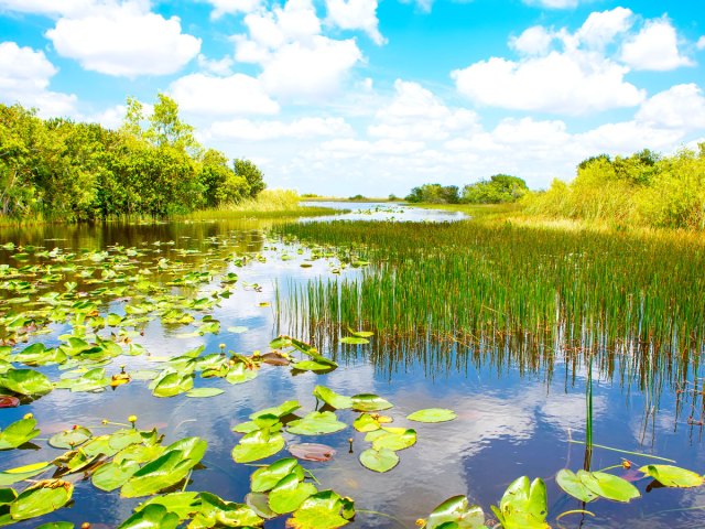 Marshy landscape of Everglades National Park in Florida