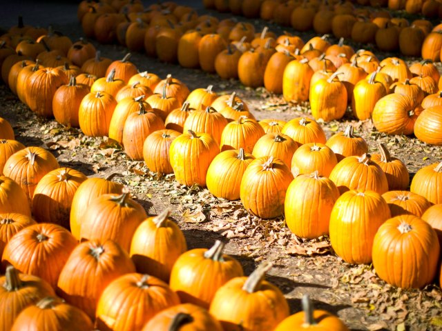 Rows of pumpkins at a pumpkin patch in Illinois