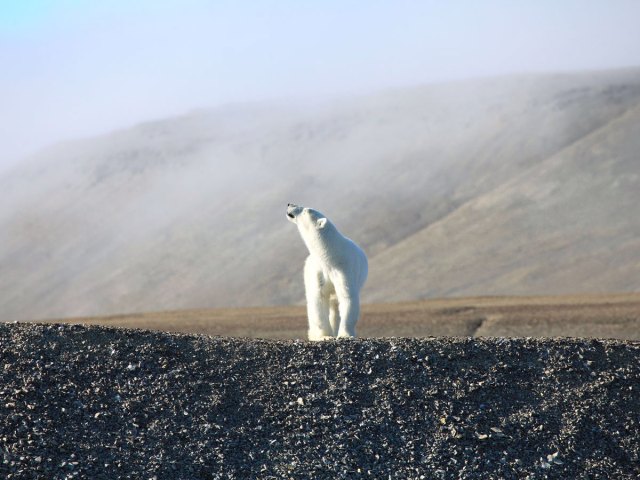 Polar bear on rocky beach in the Canadian Arctic