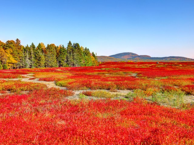 Wild blueberry field near Acadia National Park in Maine, seen in fall