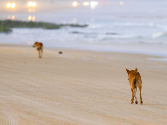 Dingoes roaming beach on K'gari in Australia