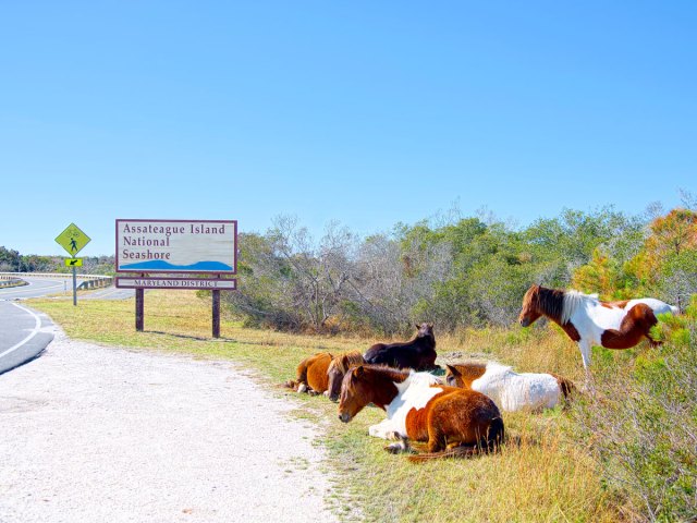 Wild horses resting alongside road on Assateague Island