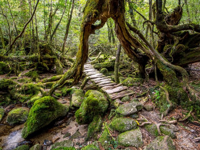 Moss-covered landscape of Yakushima Island in Japan