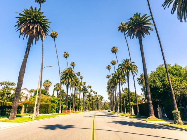 Palm trees lining street in Beverly Hills, California