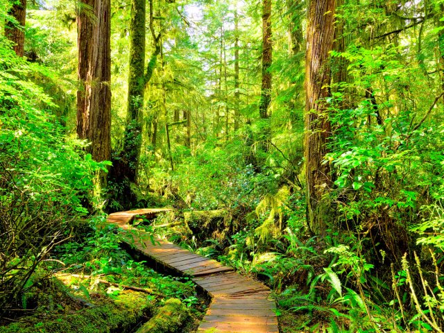 Wooden walkway through rainforest in Pacific Rim National Park Reserve, British Columbia